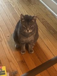 Lost Male Cat last seen Near buell street and washington avenue, Albany, NY 12206