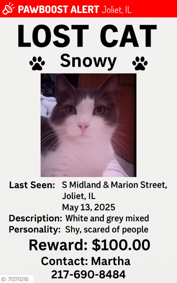 Lost Male Cat last seen Marion St Joliet il, Joliet, IL 60435