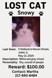 Lost Male Cat last seen Marion St Joliet il, Joliet, IL 60435