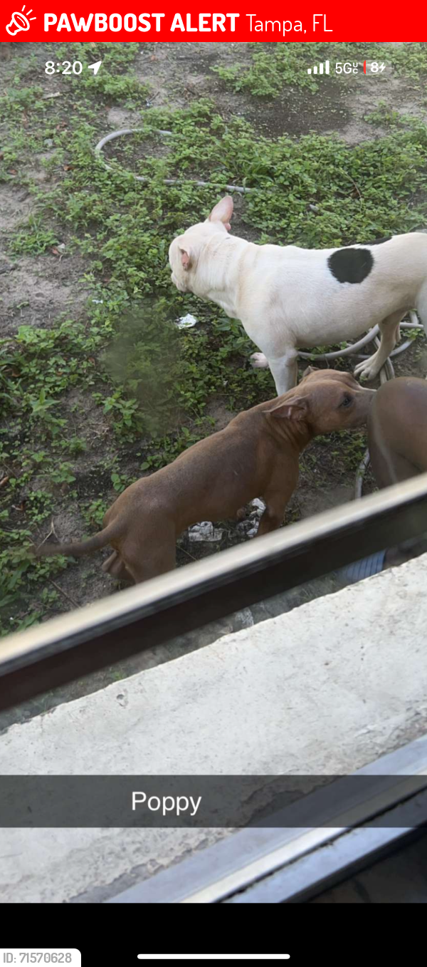 Lost Male Dog last seen Waters and highland ave , Tampa, FL 33604