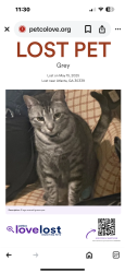 Lost Male Cat last seen Near Maner Terrace se Atlanta ga 30339, Atlanta, GA 30339
