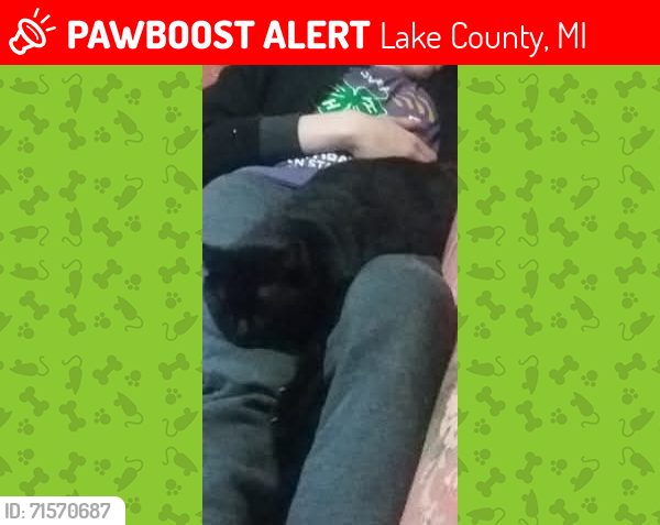 Lost Male Cat last seen Pershing Rd and US10 East, Lake County, MI 49304