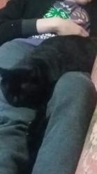 Lost Male Cat last seen Pershing Rd and US10 East, Lake County, MI 49304