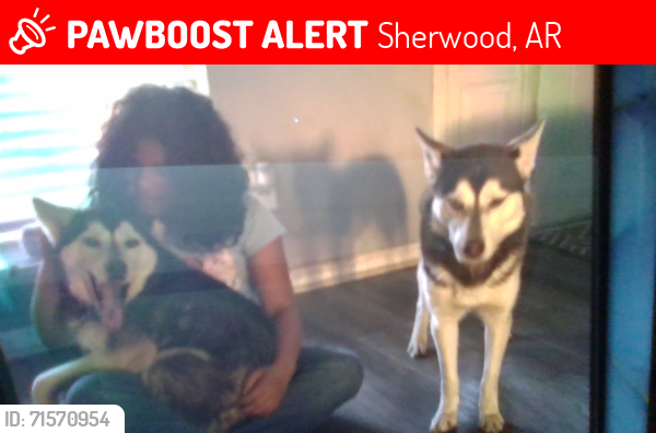 Lost Female Dog last seen Sherwood, AR, Sherwood, AR 72120