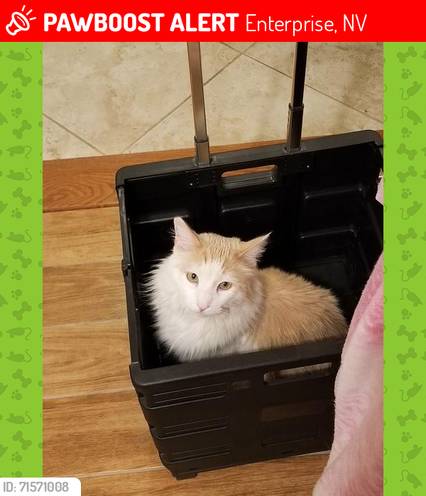 Lost Male Cat last seen Silverado Ranch / Dean Martin, Enterprise, NV 89141