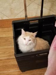 Lost Male Cat last seen Silverado Ranch / Dean Martin, Enterprise, NV 89141