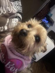 Lost Female Dog last seen Sycamore view, Memphis, TN 38134
