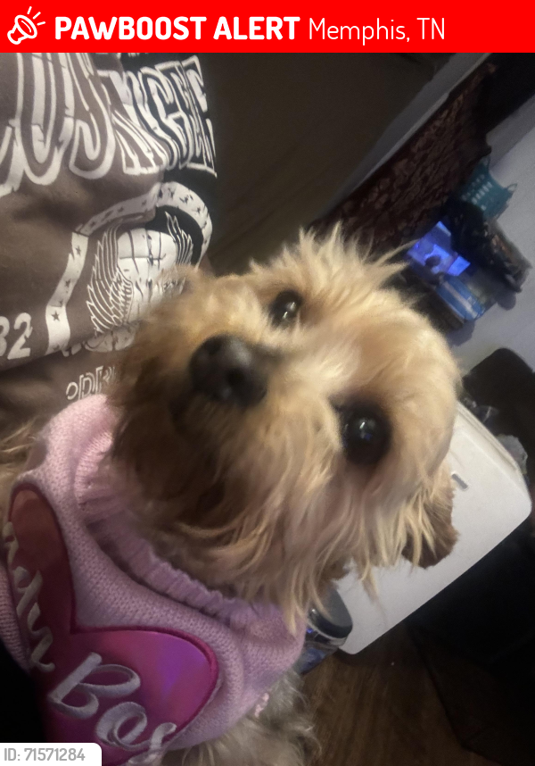Lost Female Dog last seen Sycamore view, Memphis, TN 38134
