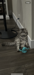 Lost Male Cat last seen Decorah Rd & Del Sol st.  city Diamond Bar, Diamond Bar, CA 91765