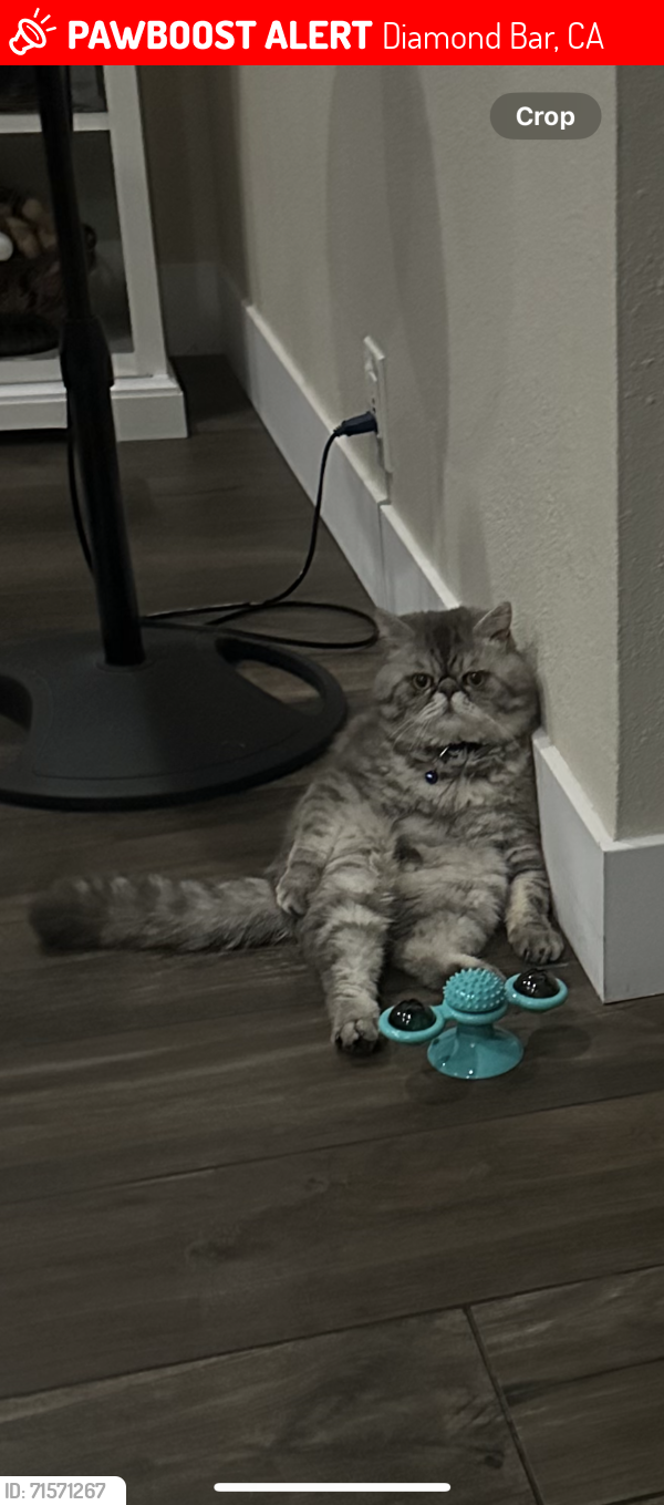 Lost Male Cat last seen Decorah Rd & Del Sol st.  city Diamond Bar, Diamond Bar, CA 91765