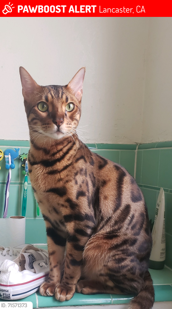Lost Male Cat last seen 11st and Brianna Ave, Lancaster, CA 93535