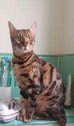 Lost Male Cat last seen 11st and Brianna Ave, Lancaster, CA 93535