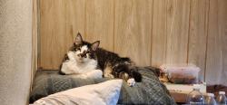 Lost Male Cat last seen SW area of Cedar and Ashlan, Fresno, CA 93726