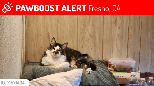 Lost Male Cat last seen SW area of Cedar and Ashlan, Fresno, CA 93726