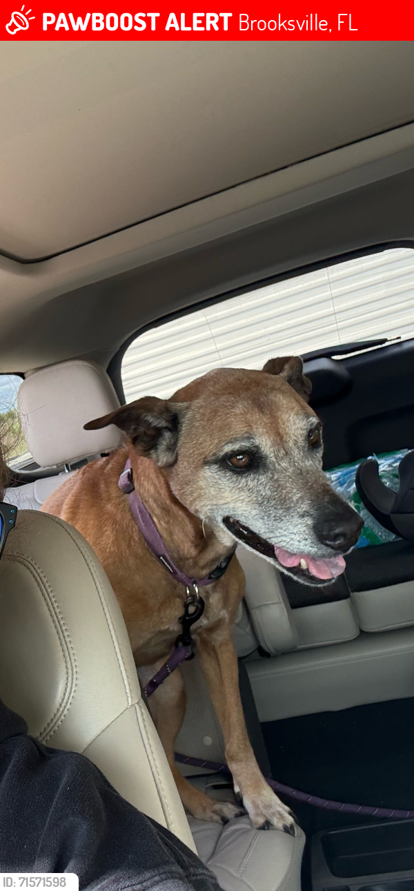 Lost Female Dog last seen Osprey / Marvelwood, Brooksville, FL 34614