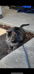 Lost Male Cat last seen West Veterans Memorial Kasson MN, Rochester, MN 55902