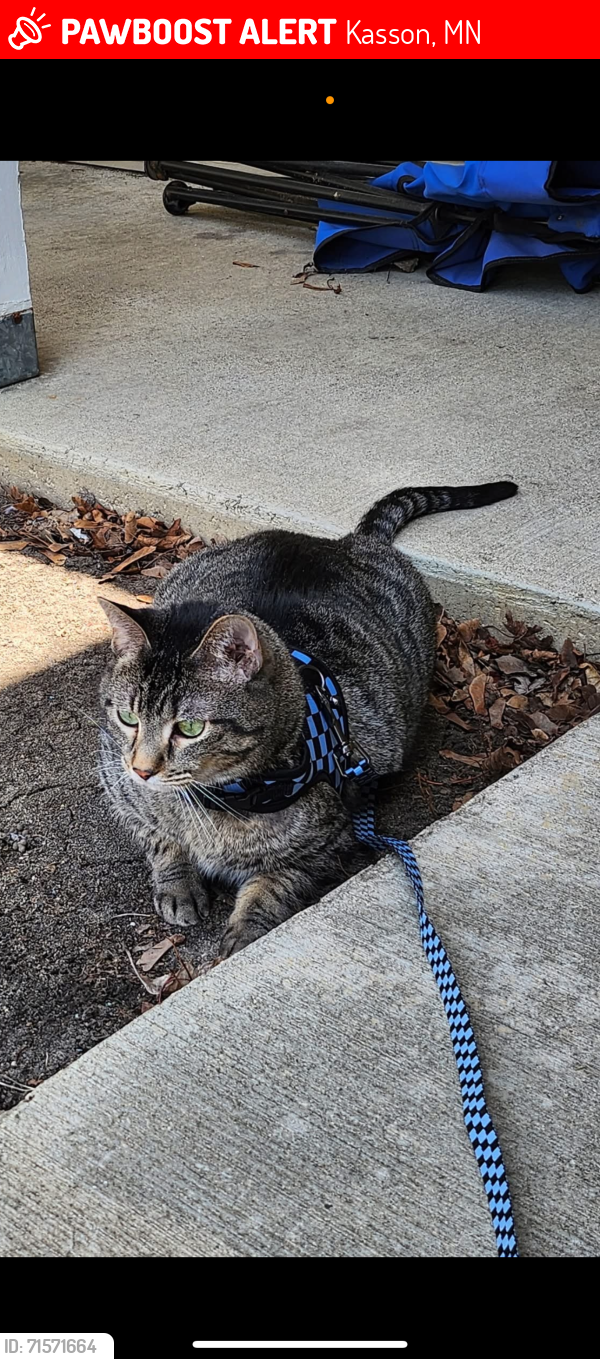 Lost Male Cat last seen West Veterans Memorial Kasson MN, Rochester, MN 55902