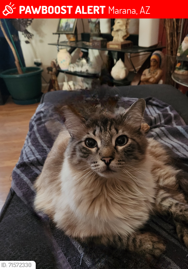 Lost Male Cat last seen N Galleno Avenue and W Lettuce Lane, Marana, AZ 85658