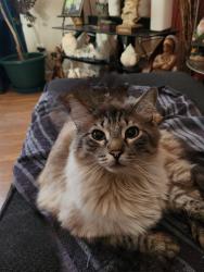 Lost Male Cat last seen N Galleno Avenue and W Lettuce Lane, Marana, AZ 85658