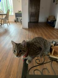 Lost Female Cat last seen Near Libby road , Paradise, CA 95969