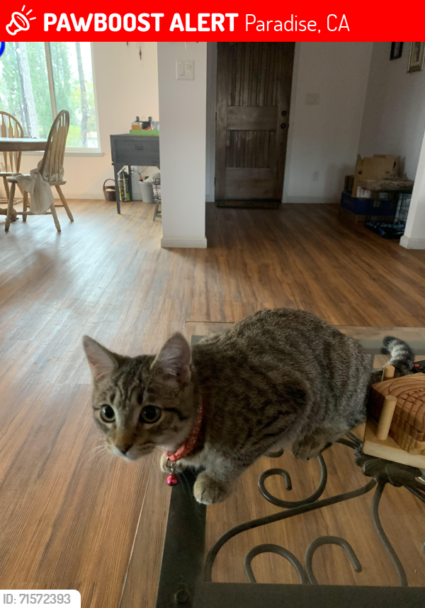 Lost Female Cat last seen Near Libby road , Paradise, CA 95969