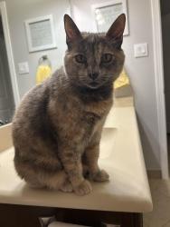 Lost Female Cat last seen Timarron neighborhood in creekside, The Woodlands, TX 77375