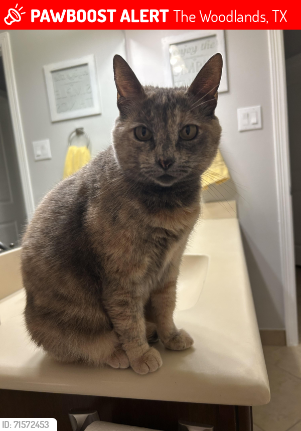 Lost Female Cat last seen Timarron neighborhood in creekside, The Woodlands, TX 77375