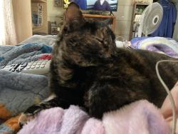 Lost Female Cat last seen Marine Dr near Norman Rd, Stanwood, WA 98292