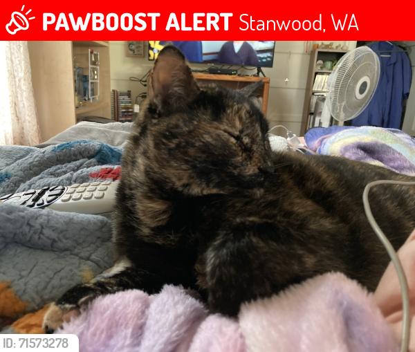 Lost Female Cat last seen Marine Dr near Norman Rd, Stanwood, WA 98292