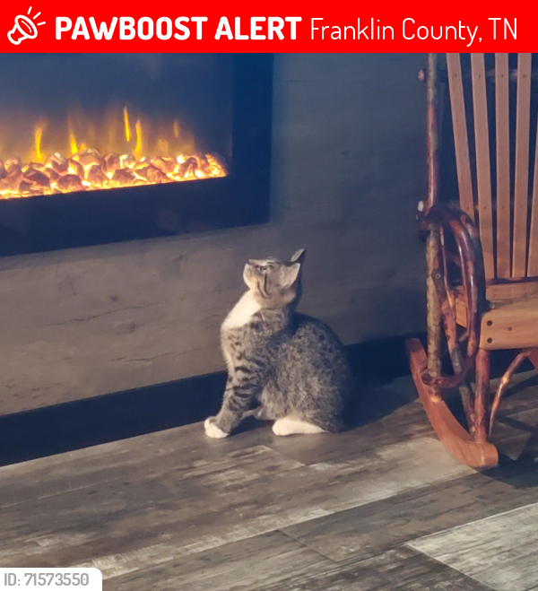 Lost Male Cat last seen Holders Cemetery rd Winchester,  TN, Franklin County, TN 37398
