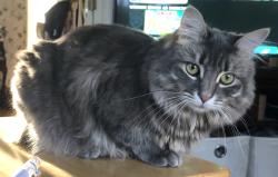 Lost Female Cat last seen Lenape Dr and Footprint Road, Price Township, PA 18302