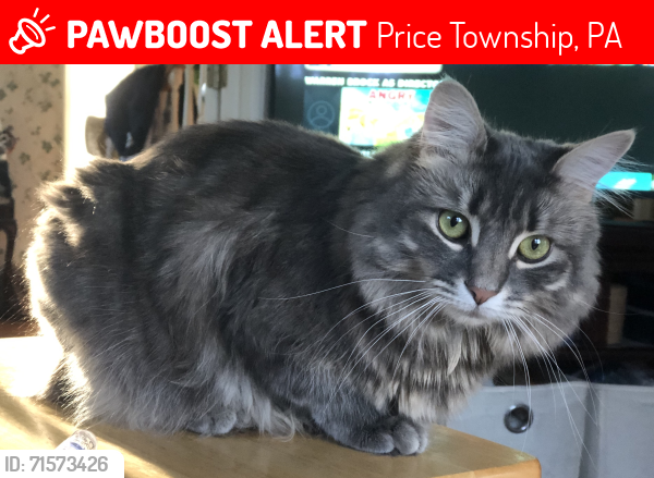 Lost Female Cat last seen Lenape Dr and Footprint Road, Price Township, PA 18302