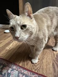 Lost Male Cat last seen Old West Point Road and NY Route 403, Garrison, NY 10524