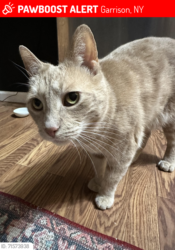 Lost Male Cat last seen Old West Point Road and NY Route 403, Garrison, NY 10524