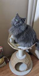 Lost Male Cat last seen Rymal and Whitedeer, Hamilton, ON L8J 3S3