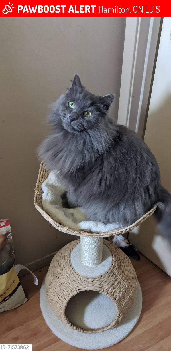 Lost Male Cat last seen Rymal and Whitedeer, Hamilton, ON L8J 3S3