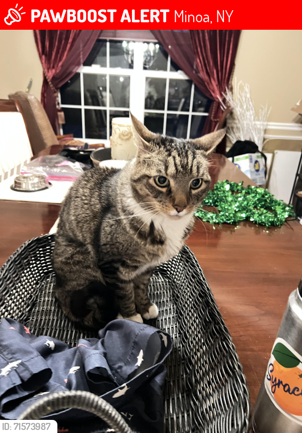 Lost Male Cat last seen Baird St , Minoa, NY 13116