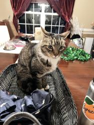 Lost Male Cat last seen Baird St , Minoa, NY 13116