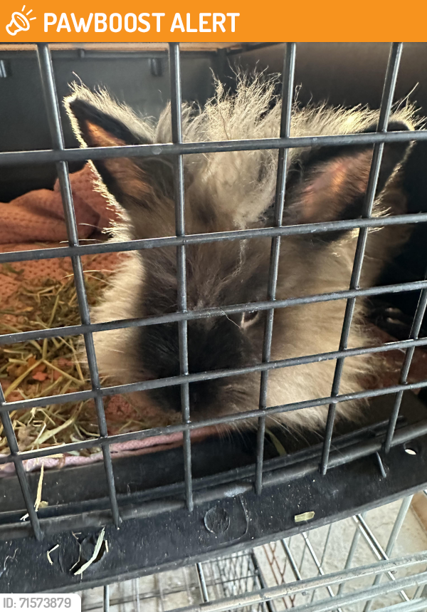Rehomed Male Rabbit last seen Harrison and Casey drive, Orkney, Scotland KW15