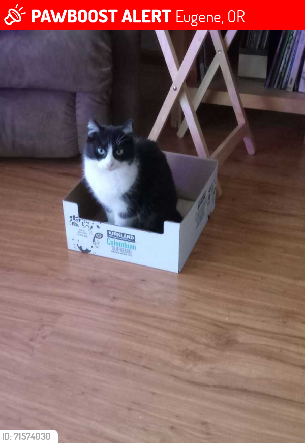 Lost Female Cat last seen Pattison & Concord Sts., Eugene, OR 97402
