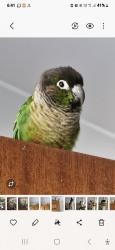 Lost Male Bird last seen Thrush ave paradise point, Paradise Point, QLD 4216