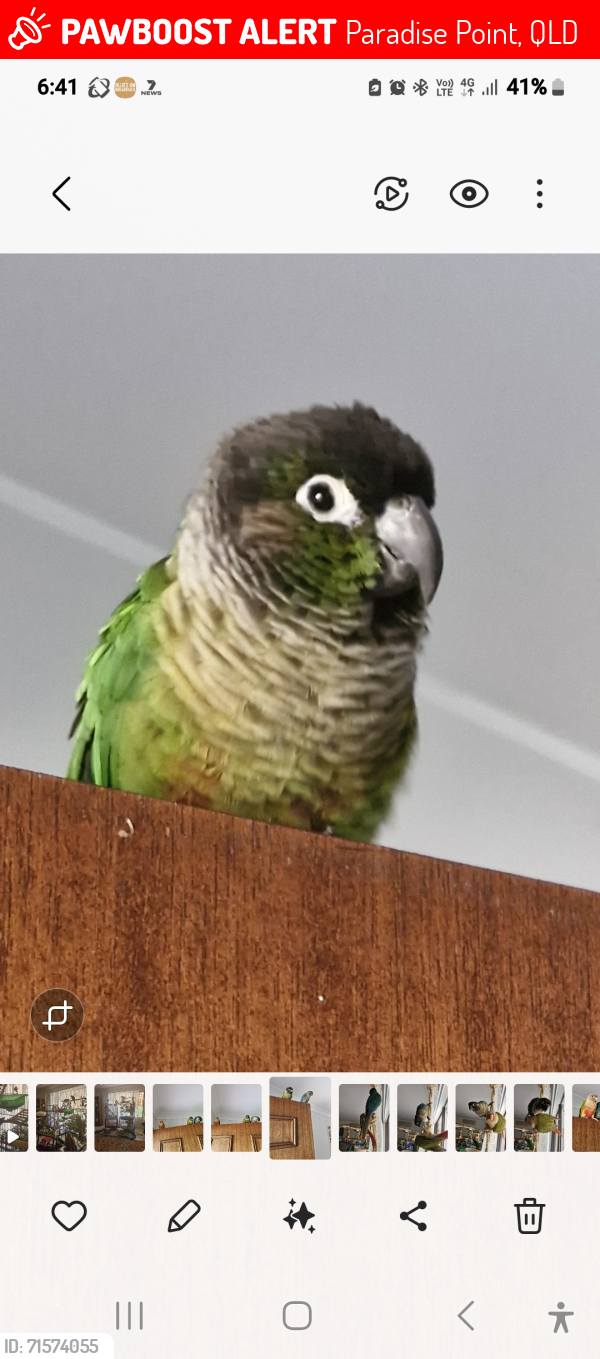 Lost Male Bird last seen Thrush ave paradise point, Paradise Point, QLD 4216