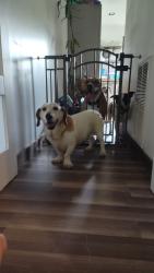Found/Stray Female Dog last seen Gossets store, Buncombe County, NC 28748