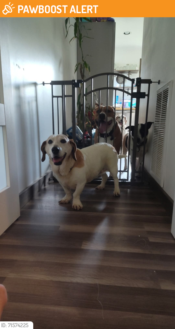Found/Stray Female Dog last seen Gossets store, Buncombe County, NC 28748