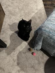 Lost Male Cat last seen Richmond and Fanshawe, London, ON N6G 2P6