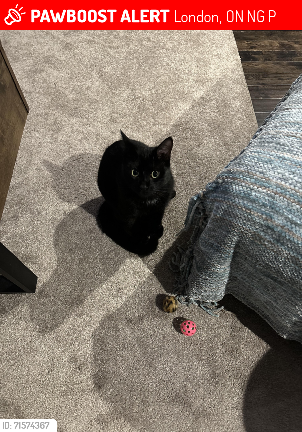 Lost Male Cat last seen Richmond and Fanshawe, London, ON N6G 2P6