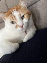 Lost Male Cat last seen Walden Ponds Villa Where I live , Miami Gardens, FL 33169