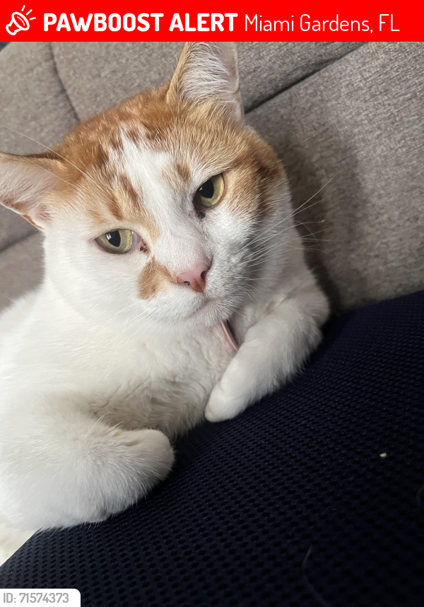 Lost Male Cat last seen Walden Ponds Villa Where I live , Miami Gardens, FL 33169