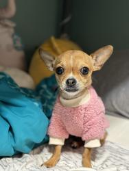 Lost Female Dog last seen Landing Way and West Ellis Rd, Griffin, GA 30223
