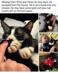 Lost Male Cat last seen 151st and tieton, Yakima, WA 98908